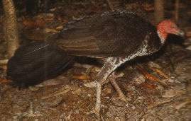 Brush -Turkey