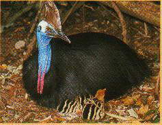 Cassowary1.jpg (13097 bytes)