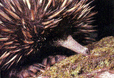 Echidna