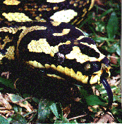 Carpet Python