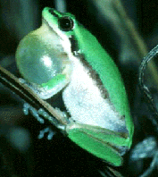 Dwarf Tree Frog