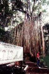 Curtain Fig Tree