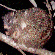 Green Ringtail Possum