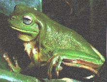 Common Green Tree Frog