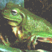 Common Green Tree frog