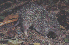 Northern Brown Bandicoot