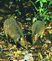 Red Legged Pademelon