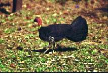 Brush Turkey