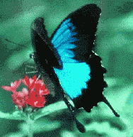 Ulysses Butterfly